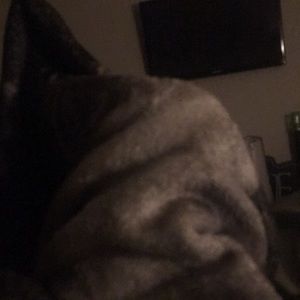 Meet your Posher, Abbey